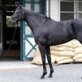 ホープフルS当時から大きく成長 馬体派記者が注目したラジオNIKKEI賞のV候補とは