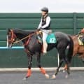 【ＰＯＧ】２歳新馬戦で絶好調の北村友一騎手が期待　好馬体ブラッグスが７月１２日の函館でデビューへ