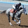 【注目馬動向】カピリナは川崎のスパーキングレディーカップへ　２年ぶりのダートで重賞２勝目を狙う