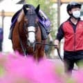 【注目馬動向】重賞２勝のダイヤモンドノットはセントウルＳから始動　内容次第でスプリンターズＳへの転戦も視野
