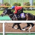 【函館記念】軽快な脚取り！エコロディノスはのどの疾病が出なければ好勝負必至　池添謙一騎手「十分やれる力はある」