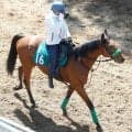 【ＰＯＧ】藤田晋オーナーの２・９億円馬ジャンゴッドは７月５日の小倉でデビュー　皐月賞馬ジャスティンミラノの弟