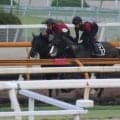 カゼノランナー、帝王賞追い切り速報/栗東トレセンニュース