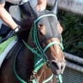 【園田１０Ｒ・笠形山特別】名牝・ブエナビスタの娘グランビスタは惜しくも２着　吉村誠之助騎手「手応えのわりに…」