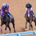 【帝王賞】大一番へ順調！ナチュラルライズが力強く併入　巻き返しへ伊藤圭調教師「逃げにはこだわらない」