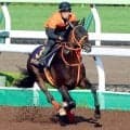 【函館記念】武豊騎手で臨むディープインパクト産駒ケイアイセナは元気いっぱい　陣営「良馬場でやりたいですね」