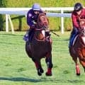 【函館記念】３・２億円馬ジュタは函館芝で併せ馬　パワフルな走りに陣営は「いい動きだったと思います」と納得