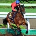 【函館記念】バルナバは余力残しで仕上がり上々！　斎藤新騎手「パワーがある馬で洋芝は合っている」