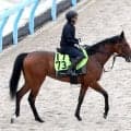 【ＰＯＧ】福永厩舎の良血馬２頭　２・４億円馬のベルコートと２・６億円馬のドラゴンバルドがゲート試験合格
