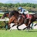 ２５年セントウルＳの覇者カンチェンジュンガの競走馬登録を抹消　今後は阪神競馬場で乗馬に