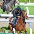 【函館記念】２年ぶり参戦のチャックネイトは函館・Ｗコースで軽めの調整　堀調教師「今年はいい状態に戻っています」