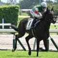 【ラジオNIKKEI賞枠順確定】ローベルクランツは6枠12番、サノノグレーターは7枠13番
