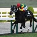 【函館記念枠順確定】エコロディノスは7枠12番、マジックサンズは3枠4番