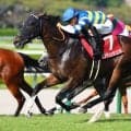 重賞2勝馬カンチェンジュンガが登録抹消…阪神競馬場で第二の馬生へ