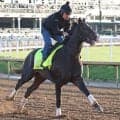 【注目馬動向】ワンダーディーンはジャパンダートクラシック・Ｊｐｎ１での復帰を視野　テーオーパスワードはエルムＳへ