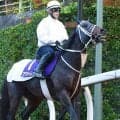 【帝王賞】悲願のビッグタイトル狙うアウトレンジは松山弘平騎手が２週連続でコンタクト　「よかったです」と手応え