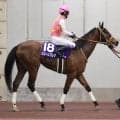 １５年米３冠馬アメリカンファラオの供用１年延長が決定　日本での代表産駒にカフェファラオ、ジューンブレアなど
