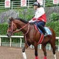 【青函Ｓ・金曜気配】「さすが世界のステージです」１年半ぶり芝１２００メートル参戦のアメリカンステージは泰然自若
