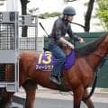 【函館記念・金曜気配】連勝中のフィーリウスは追い切り後も元気いっぱい　陣営「もっと走りたいという感じ」