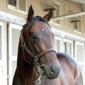 【注目馬動向】日本ダービー２着後に骨折判明のパントルナイーフは復帰に１年以上の診断　キャロットクラブ発表