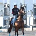 【函館記念・土曜気配】オニャンコポンはたまったパワーをレースで全開に　陣営「ファンも多いから頑張ってほしい」