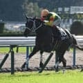 【函館記念予想】サマー2000シリーズ開幕戦 コーナー回る器用さ求められる函館2000m