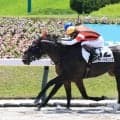 【福島２Ｒ・３歳未勝利】６戦連続２着のウインビギニングがついに！　外枠発走アクシデントも惜敗続きに終止符