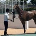 【小倉６Ｒ・２歳新馬】九州産馬限定戦はトシミチが逃げ切り快勝　幸英明騎手「使って良くなると思うので楽しみ」