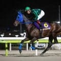 【大井・優駿スプリント枠順】兵庫CSで3着好走のゼーロスは5枠9番