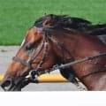 【函館記念】１番人気イガッチは６着　重賞初挑戦Ｖならず　浜中俊騎手は２２年ハヤヤッコ以来の２勝目逃す