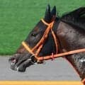 【函館記念】武豊騎手騎乗のケイアイセナは４着で重賞初制覇逃す　ディープインパクト産駒のＪＲＡ１７年連続重賞制覇はお預け