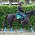 【ＰＯＧ】オジュウチョウサンの初年度産駒がついにデビュー　タクミオジュウは７月１２日の福島・芝１８００メートル戦を目指す