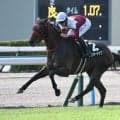 【北九州記念見どころ】前走完勝のフリッカージャブが連勝での重賞初制覇を狙う