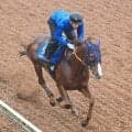 【帝王賞】前年王者のミッキーファイト、いまだ馬券圏外なしも田中博調教師「競馬の形を変えていく必要がある」