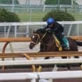 一族にハヤヤッコやソダシ 良血馬ウィモウェは小倉芝1800mで初陣/関西馬メイクデビュー情報