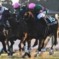 【AI予想・北九州記念】ハンデ戦で難解な短距離重賞！ 人工知能は近況好調馬に高評価