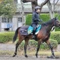 2億円超えのフライトライン産駒 期待高まるショウナンガレオン/関東馬メイクデビュー情報