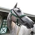 【北九州記念】３歳牝馬は過去５年で好成績　デアヴェローチェ絶好機　陣営「結果を出してスプリンターズＳに」