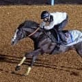 【注目馬動向】仏Ｇ１のジャックルマロワ賞に参戦予定のシュトラウスはモレイラ騎手とコンビ継続