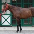 「スプリント界の頂点に立てる器」 馬体派記者が期待する北九州記念出走馬