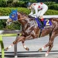 【帝王賞】史上2頭目の連覇へ ミッキーファイトがJpnI・3勝目狙う