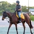 【注目馬動向】ニシノティアモはアイルランドＴを目標　ポッドベイダーはクラスターＣでダートに再挑戦