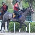 【注目馬動向】ラジオＮＩＫＫＥＩ賞３着のリッツパーティーはセントライト記念を視野に