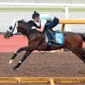 【北九州記念】アンクルクロスはＣＷコースで余裕たっぷりにしまい１１秒０　高橋亮調教師「時計的には良かった」