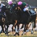 【北九州記念予想】AIはアンクルクロスを指名 馬体重や前走距離が後押し