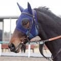 【ＰＯＧ】３・１億円馬ダノンダックスがデビューに向けてＷコースで初時計　田中博調教師「踏み込みがすごい」