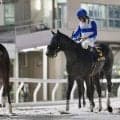 【帝王賞レース後談話】横山和生「この経験を糧に」2番人気ロードクロンヌは6着