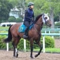 【ＰＯＧ】一族に活躍馬が目立つグルドロッティンは今週福島デビュー　矢嶋調教師は評価「真面目でいい子」