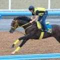 【ＰＯＧ】古馬相手に好調教のゴールドテソーロが７・５福島デビュー　高木調教師「いきなりからでも走れそう」