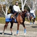 ２５年共同通信杯３着のリトルジャイアンツが右前浅屈腱炎を発症　再生治療で復帰を目指す